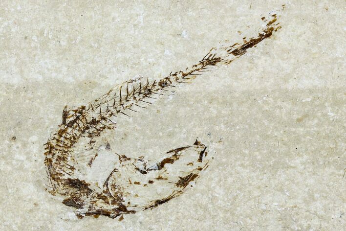 Bargain, Cretaceous Fossil Fish (Charitopsis) - Lebanon #111676